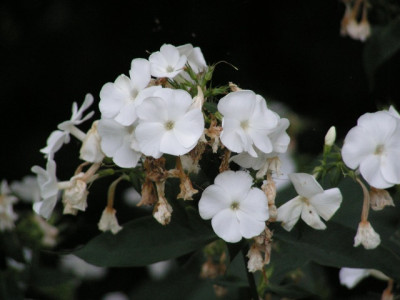 phlox-neidodernicht.jpg