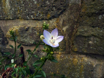 Campanula_versicolor_fars_2012.jpg