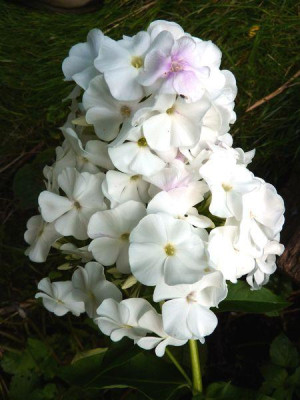 Phlox_paniculata_Samling_fars_2012.jpg
