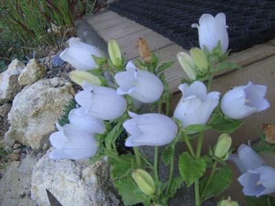 Campanula_incurva.jpg