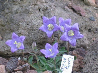 Campanula_aucheri.jpg