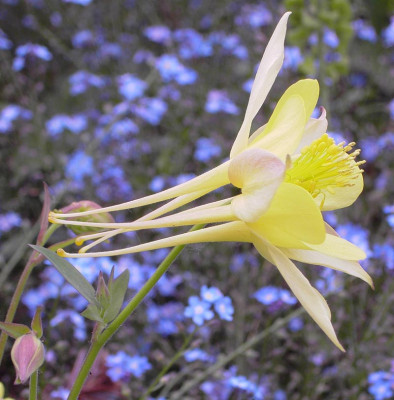 Aquilegia_Chrysanta_Bluete-4.jpg