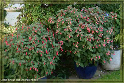 Fuchsien3912_2.jpg