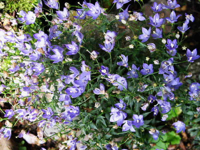 Campanula_waldsteiniana__16.7.12._002.jpg