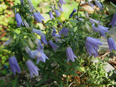 Campanula_tomassiniana__25..7.12._096.jpg