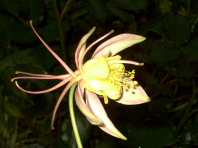 Blumen_6.05_011.jpg