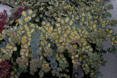 Sedum2408b.jpg