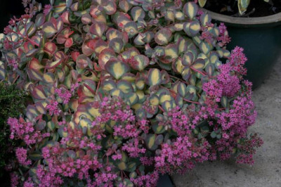 Sedum1907b.jpg