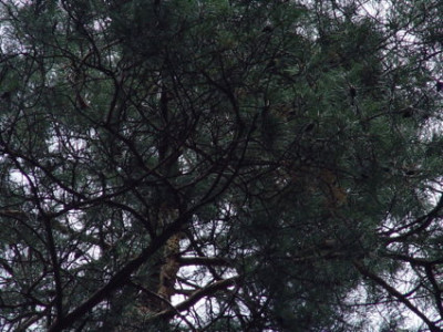 DSC400.jpg