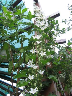 campanula_pyramidalis_Alba.jpg
