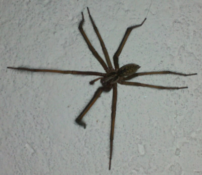 spinne01.jpg