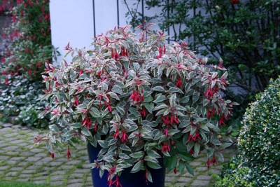 Fuchsien3711a.jpg