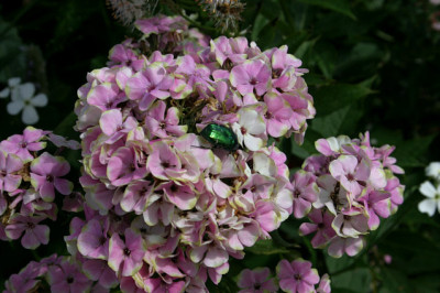 Phlox1608b.jpg