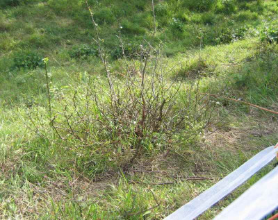 staruchverbisso1.jpg