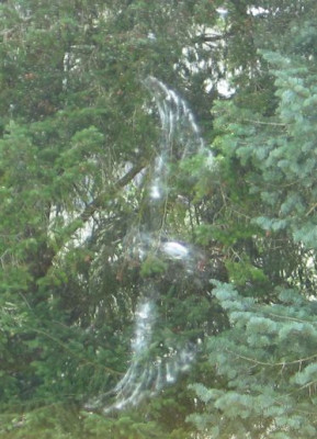 Vogel_ganz1.jpg
