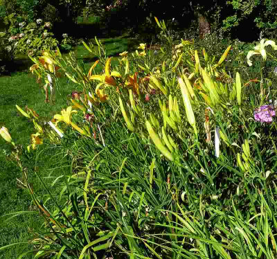 GT10-GA8_spate_Knospen_P10506441.jpg