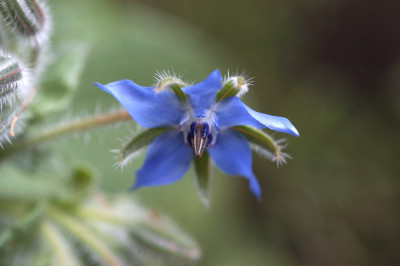borretsch_12101.jpg