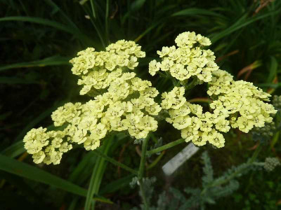 Achillea_Moonshine_P10506611.jpg