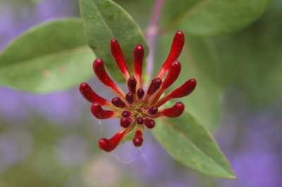 geissblatt_12104.jpg