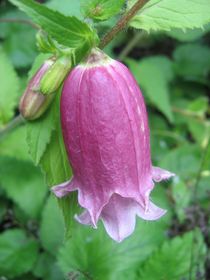 Campanula_Drachenblut.jpg