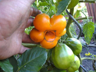 Beuteltomate_aus_El_Salvator.JPG