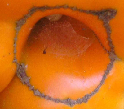 Beuto_mit_Spinne.JPG