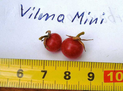 Vilma_Mini.JPG