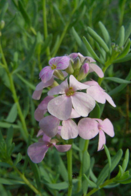 Aethionema_grandiflora.jpg
