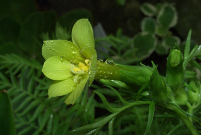 Polemonium_aff._pauciflorum.jpg