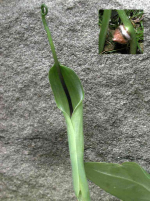 Pinellia_ternata.jpg