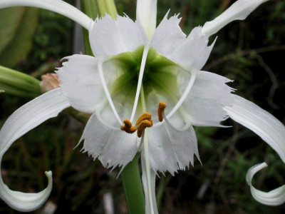 Hymenocallis_Blute.jpg