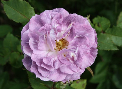 blue_tango_2012_1.jpg