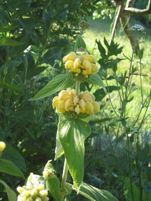 Phlomis_russeliana_20050605.jpg
