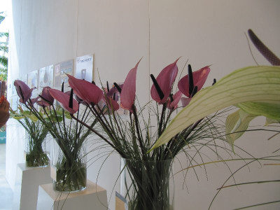 Anthurium_Floriade_2.jpg