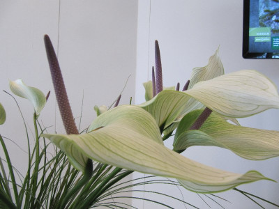 Anthurium_Floriade_1.jpg