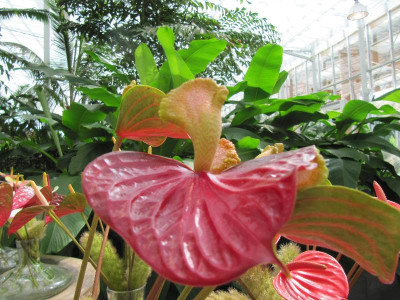 Anthurium_Floriade_3.jpg