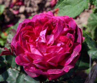 le_grand_capitaine_2012_1.jpg
