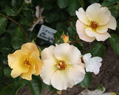 souvenir_de_robert_schumann_2012_1.jpg