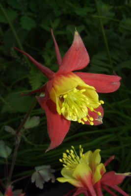 Aquilegia_canadensis_Blute.jpg
