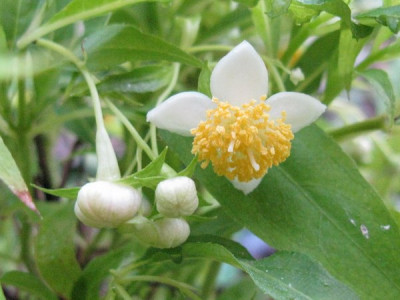 Platycrater_arguta_Gartenpur.jpg