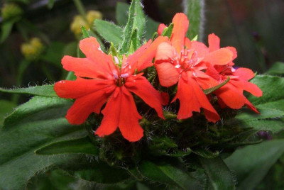 Lychnis_chalcedonica.jpg
