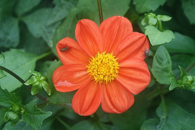 dahlie5.8.12.JPG