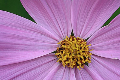cosmea5.8.12.jpg