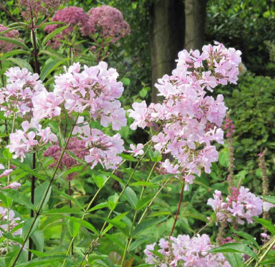 Phlox_Utopia_120805.jpg