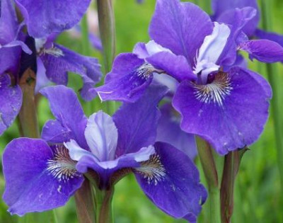 Iris_sibirica_Ruth_Eicke.jpg