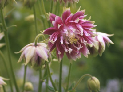 Aquilegia_Nora_Barlow_1002.jpg