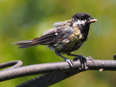 Jungvogel1_2012.JPG