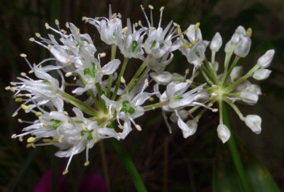 Allium_prattii.jpg