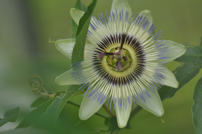 Cerulea_-_eigene_Saat.jpg