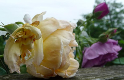 Minerva_PortSunlight1.JPG